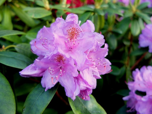 Rhododendron_Bluete