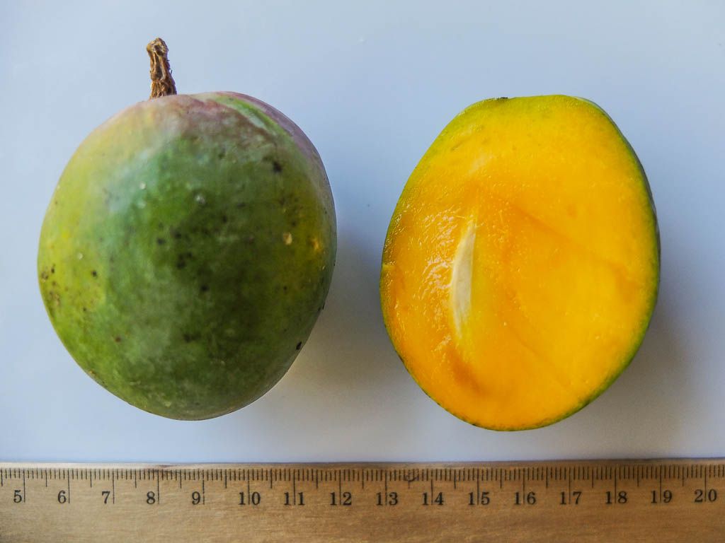 Mango Ott Eine Premiere Susannes Rohkost Tagebuch