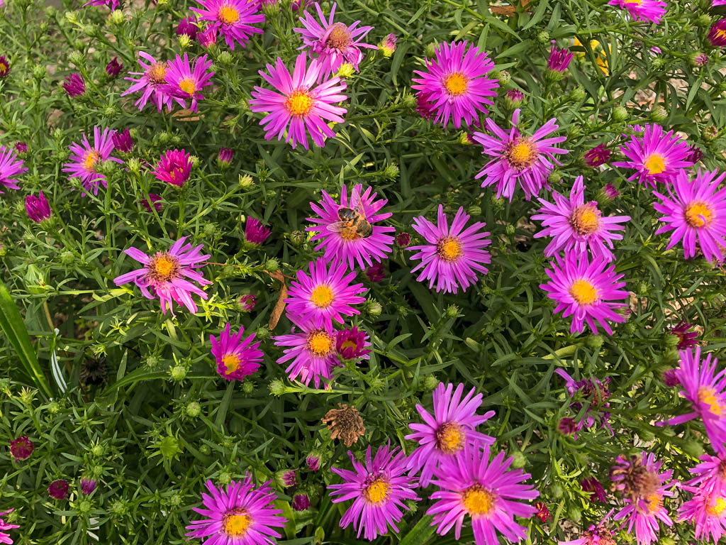 Gartenarbeit – Susannes Rohkost-Tagebuch