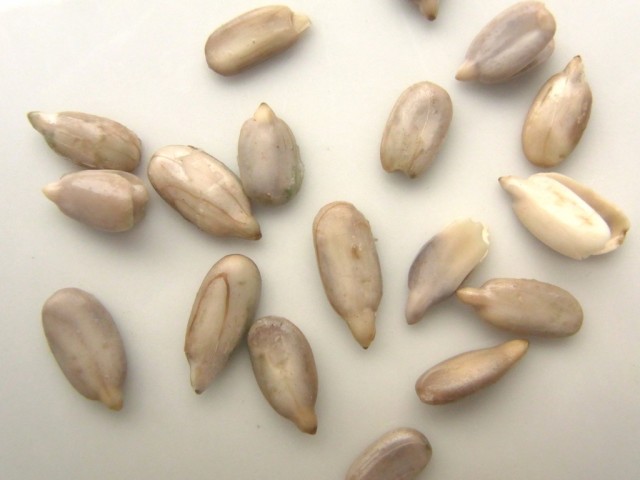 Sonnenblumenkerne_eingeweicht