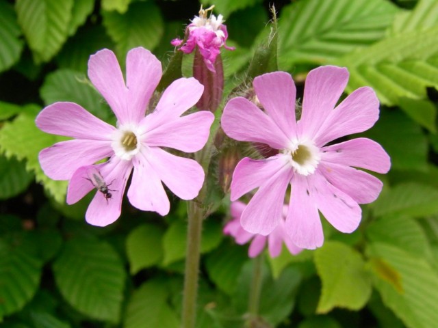 Rote_Lichtnelke_Bluete