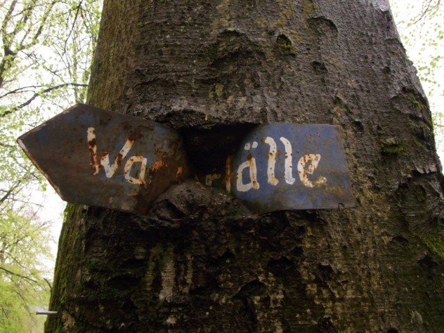Baum_mit_umwachsenem_Schild