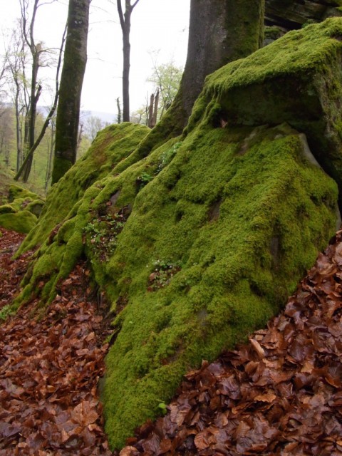 Moosbewachsene_Felsen