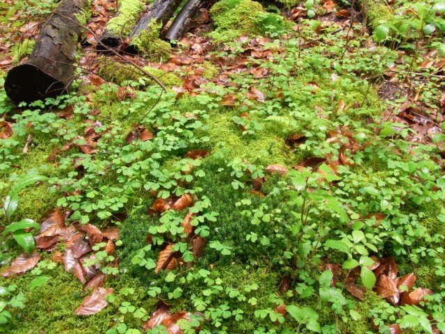 Wald_Sauerklee