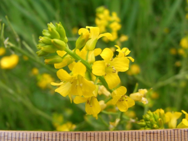 Barbarakraut_Bluetenstand