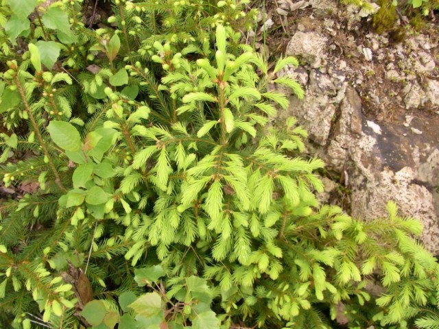 Fichte_junge_Pflanze