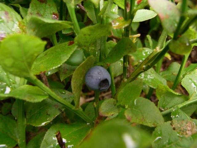 Heidelbeere_am_Strauch