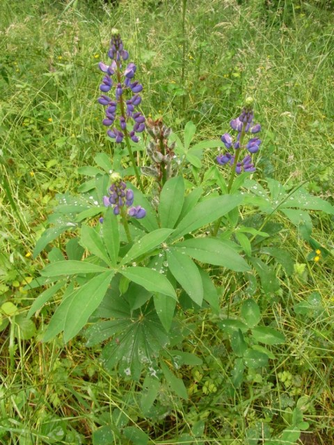 Lupine