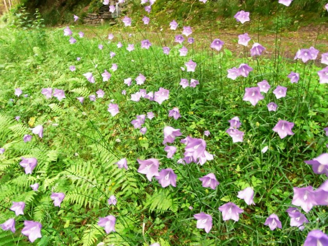 Pfirsichblaettrige_Glockenblume