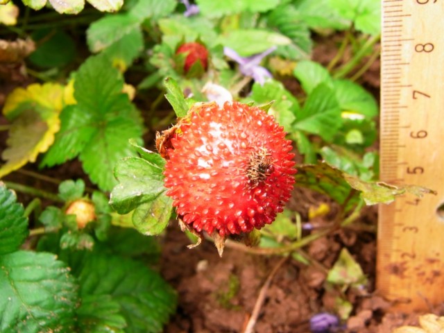 Scheinerdbeere_Frucht