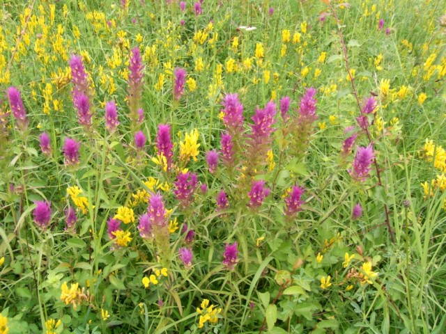 Wiese_mit_Acker-Wachtelweizen