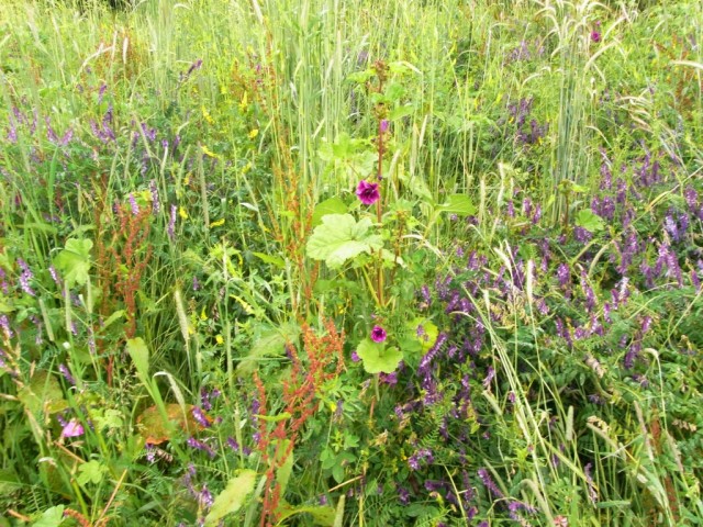 Wiese_mit_mauretanischer_Malve