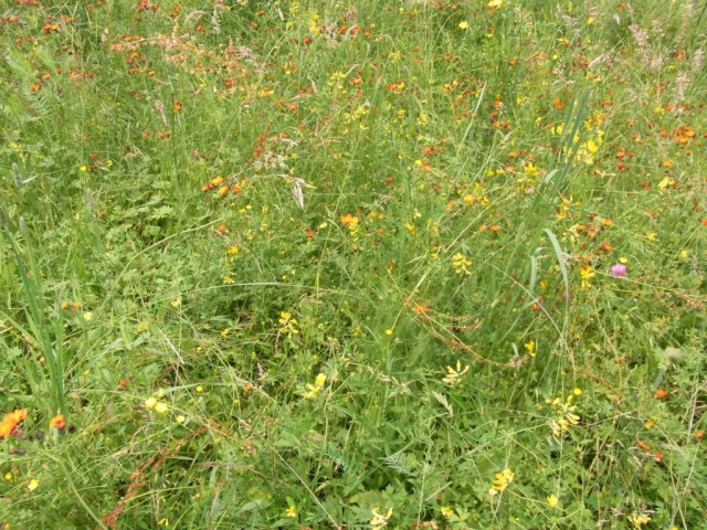 Wiese_mit_orangerotem_Habichtskraut
