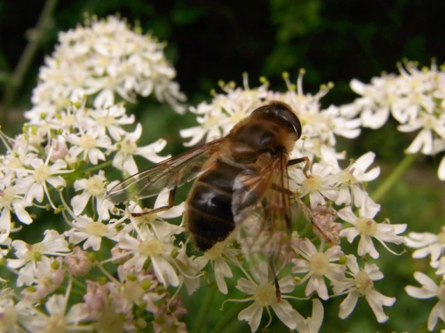 Wiesenbaerenklau_Bluete_mit_Biene