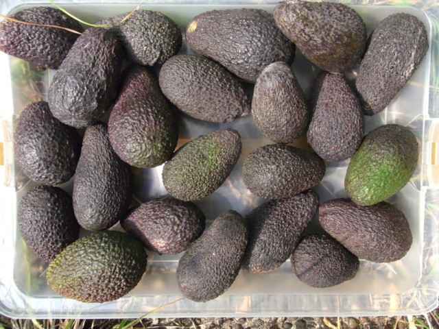 Avocados_Hass_Spanien