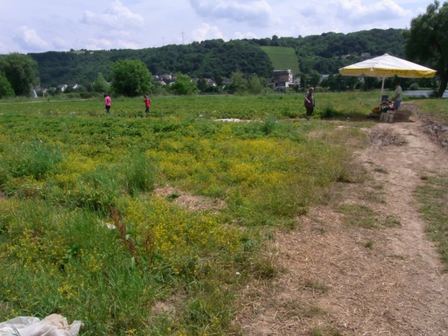 Bauer_Greif_Erdbeeren_Selberpfluecken