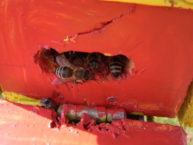 Einflugloch_Bienenschaukasten