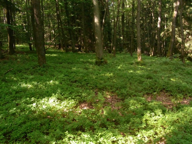 Heidelbeeren_im_Wald