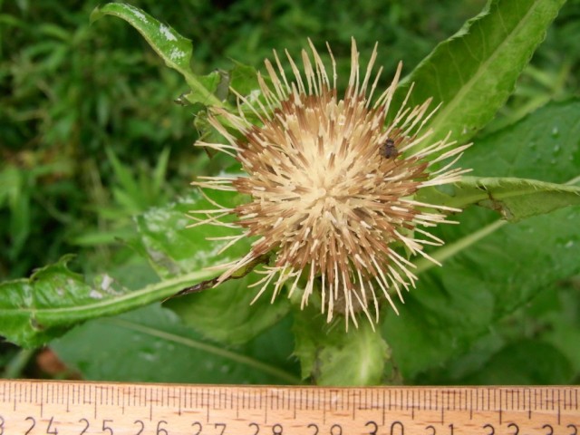 Kohlkratzdistel_Bluete