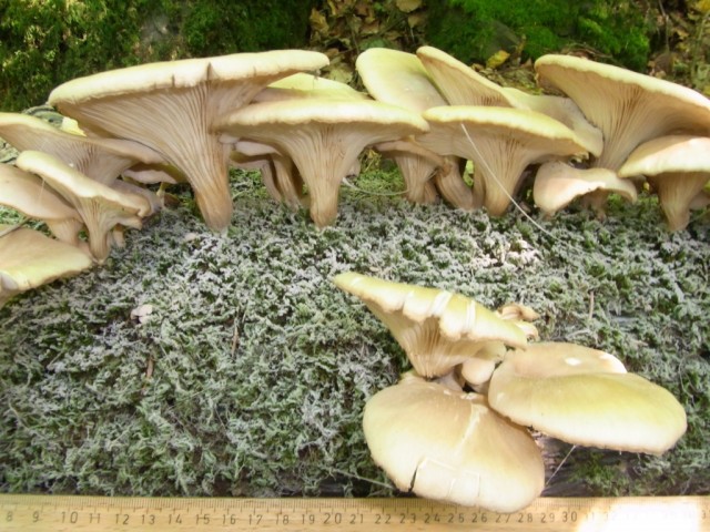 Rillstieliger_Seitling