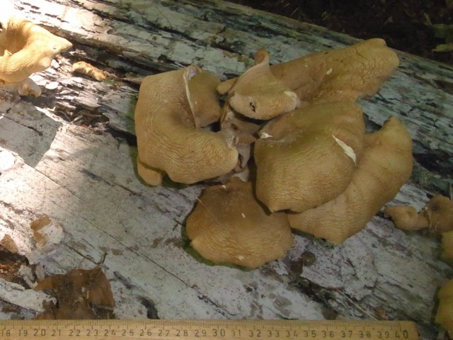 Rillstieliger_Seitling_angetrocknet