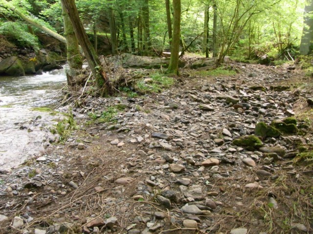 Rockenburger_Urwaldpfad_Kleine_Dhron