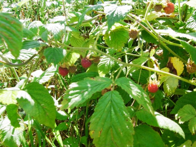 Wald-Himbeeren