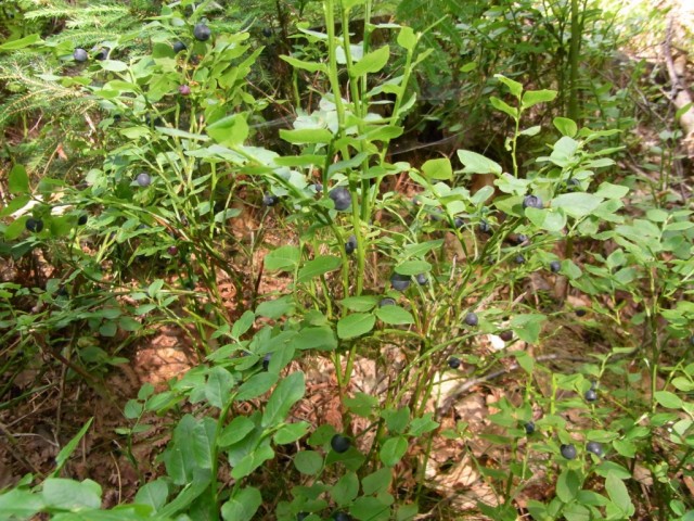 Wald_Heidelbeeren