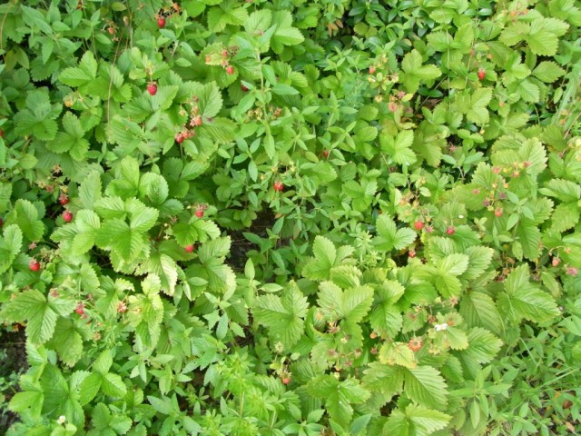 Walderdbeeren_mit_reifen_Fruechten