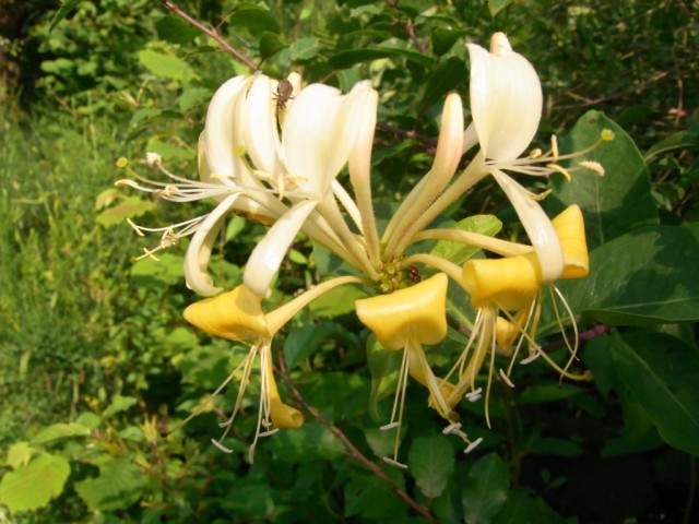 Waldgeissblatt_Bluete