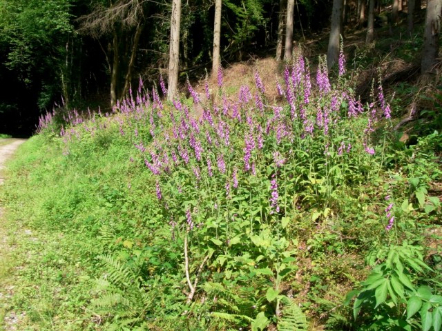 Waldrand_mit_Fingerhut