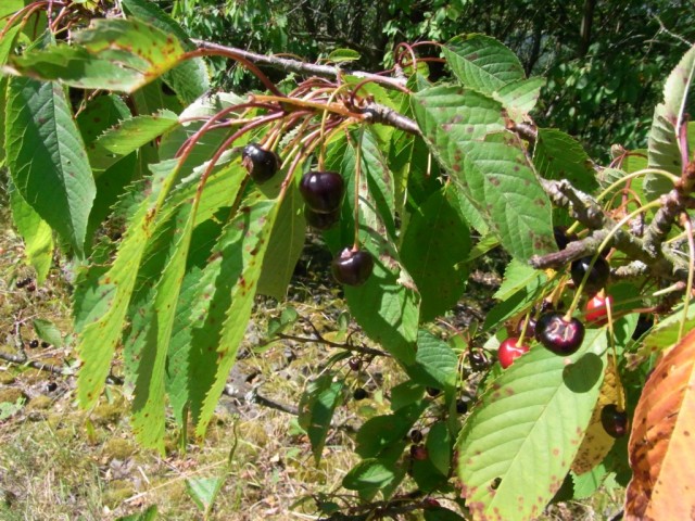 Wilde_Kirschen
