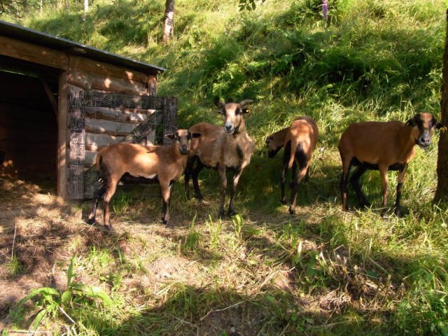 Ziegen_auf_Waldwiese
