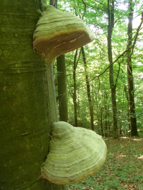 Zunderschwamm_an_Buche