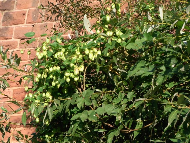 Hopfen_Blueten_und_Blaetter