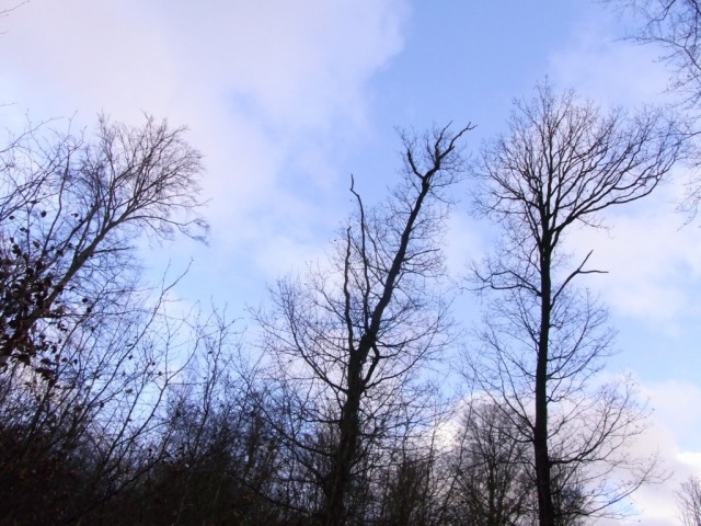 Blauer_Himmel_im_Januar