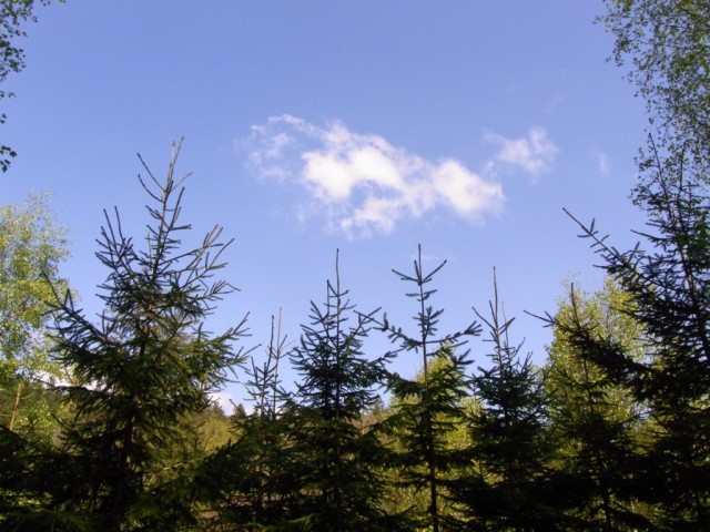Blauer_Himmel_mit_Wolke_und_Tannen