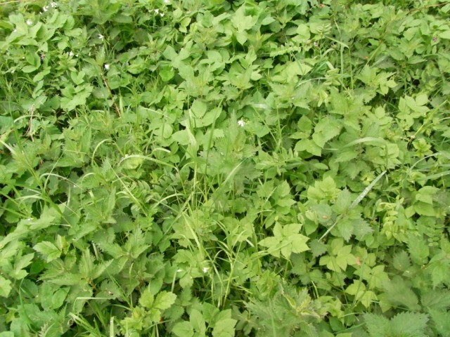 Brennnessel_Zaunwicke_Giersch