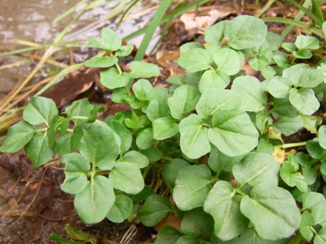 Brunnenkresse_am_Bach