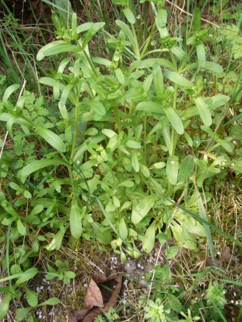 Feldsalat_vor_der_Bluete