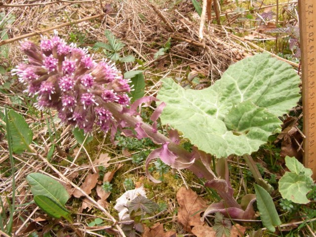 Gewoehnliche_Pestwurz