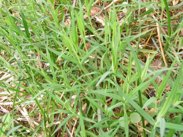 Grosse_Sternmiere_Triebe