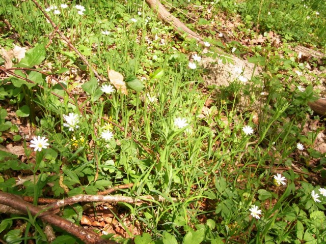 Grosse_Sternmiere_bluehend