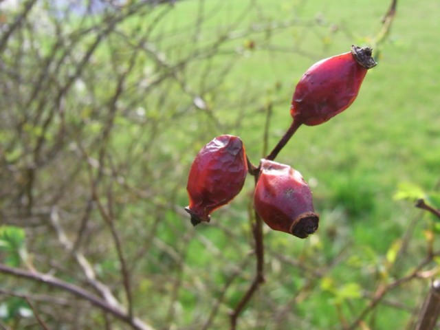 Hagebutten_getrocknet