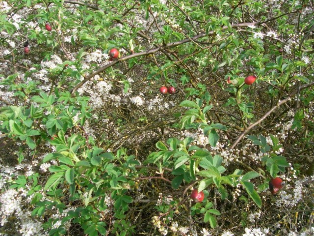 Hagebutten_im_April