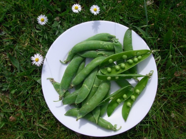 Junge_Erbsen_Italien