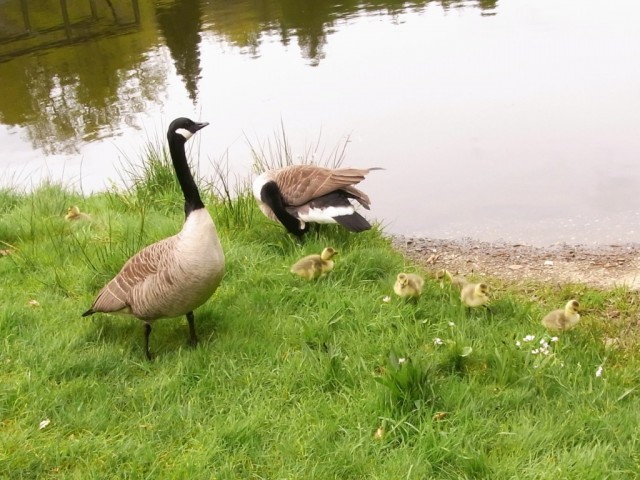 Kanadagaense_mit_Gelege