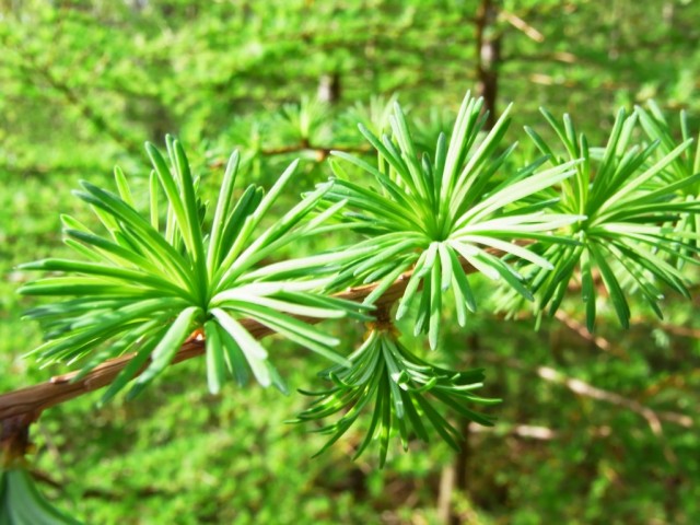 Laerche_junge_Triebe