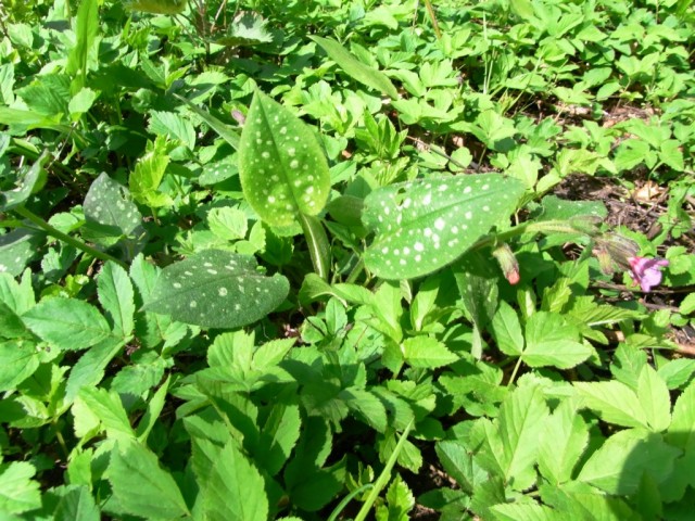  Lungenkraut_bluehend