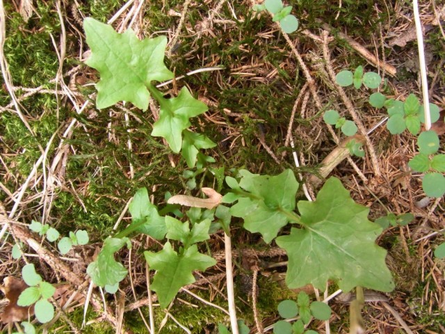 Mauerlattich_Blaetter